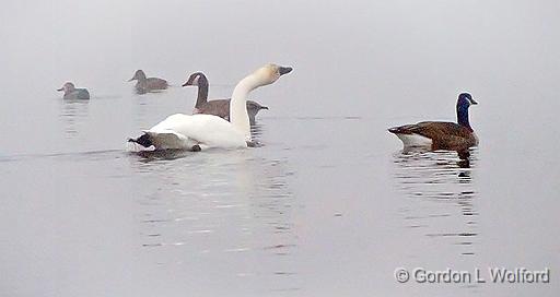 Ducks Geese & Swan In Fog_P1030425.jpg - Photographed along the Rideau Canal Waterway at Smiths Falls, Ontario, Canada.